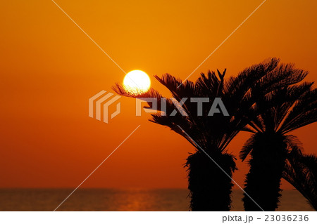 夕日 23036236