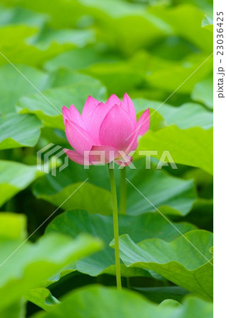 大賀蓮 大賀蓮 23036425