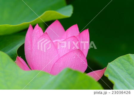 大賀蓮 大賀蓮 23036426