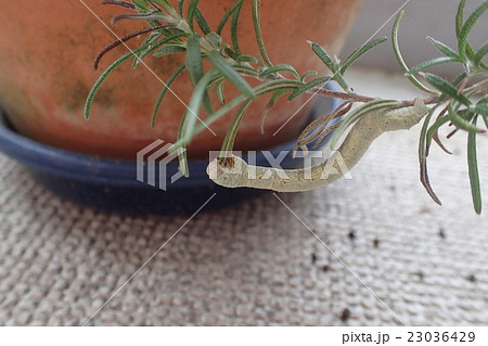ガの幼虫 ローズマリー 害虫 の写真素材
