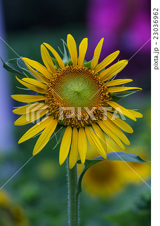 sunflowers in garden 23036962