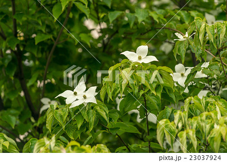 ヤマボウシの花 ヤマボウシの花 23037924