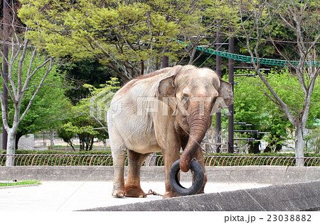 インドゾウ 23038882