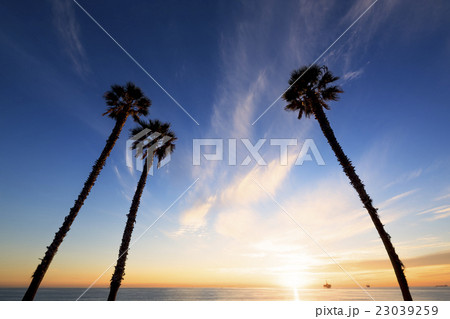 Palm trees at sunset 23039259