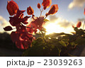 青い空　ブーゲンビレア　夕陽 23039263