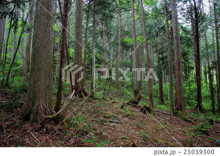 檜の自然林　秘境阿寺渓谷 23039300