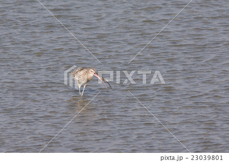 河口で採餌するダイシャクシギ 河口で採餌するダイシャクシギ 23039801