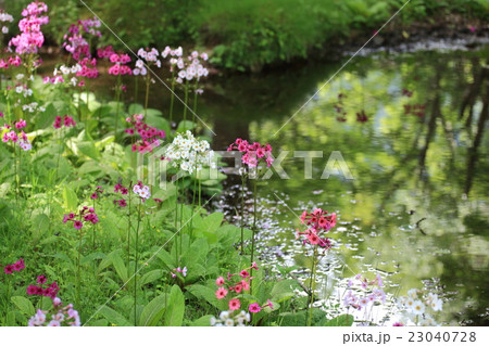 奥日光千手浜のクリン草 23040728