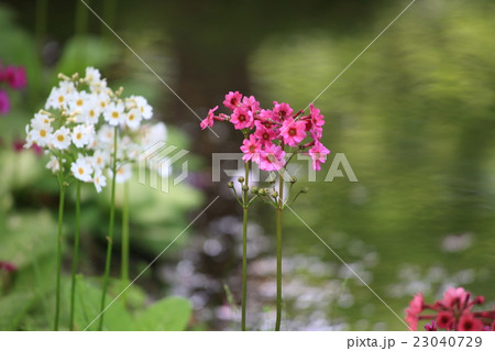 奥日光千手浜のクリン草 奥日光千手浜のクリン草 23040729