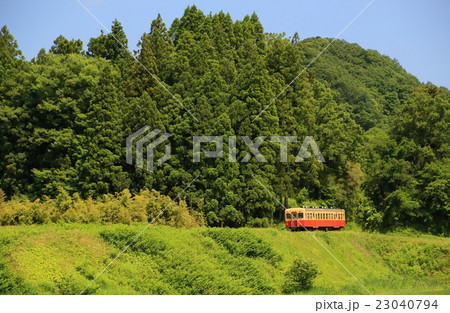 小湊鉄道の新緑 23040794