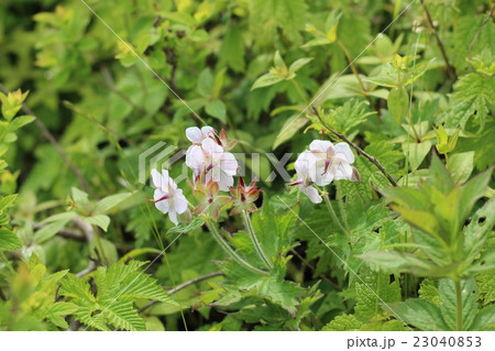 グンナイホウロの花 グンナイホウロの花 23040853