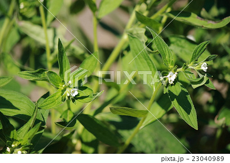 むらさき(紫根） 23040989