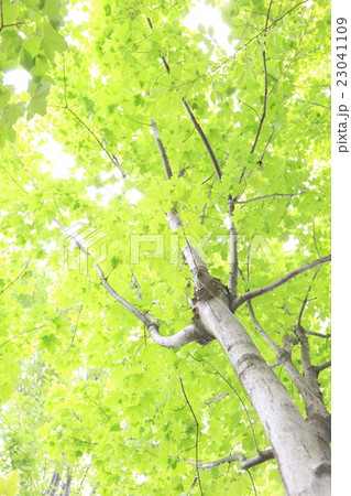 新緑 新緑 23041109