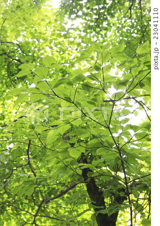 新緑 23041110