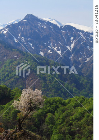 春の飯豊連峰と一本桜 23041216