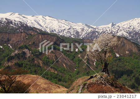 春の飯豊連峰と一本桜 23041217