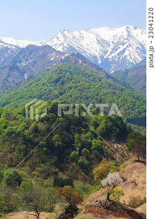 春の飯豊連峰と一本桜 23041220