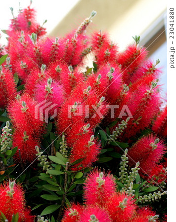 ブラシノキ ブラシノキ 23041880