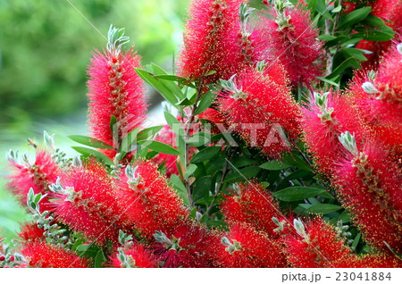 ブラシノキ 23041884