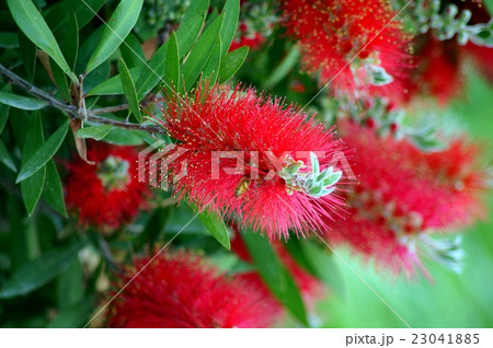 ブラシノキ 23041885