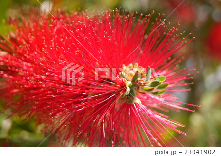 ブラシノキ ブラシノキ 23041902