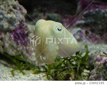 コブシメの幼魚 の写真素材