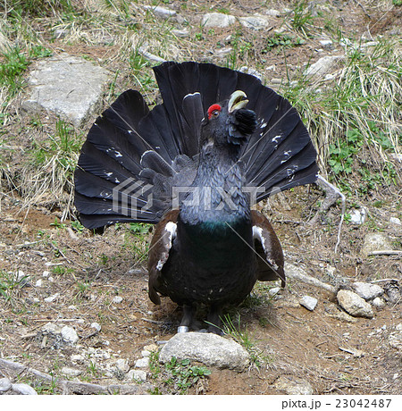 Attacking wood grouse 23042487