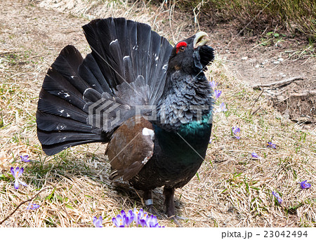 Western capercaillie in forest Western capercaillie in forest 23042494