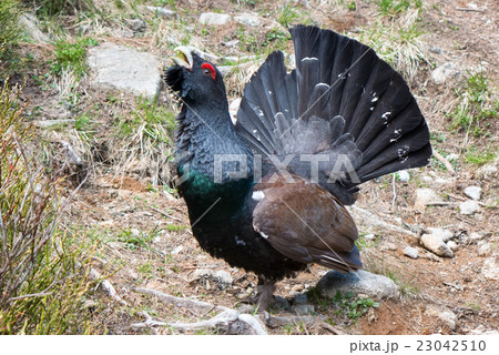 Attacking western capercaillie 23042510