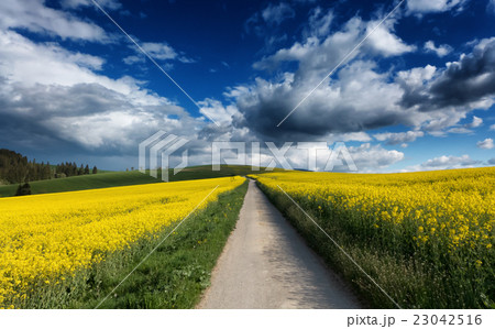 Road in field Road in field 23042516