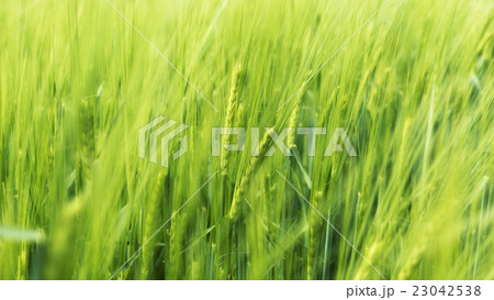Blurry wheat in wind 23042538