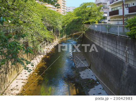 小滝橋から見える神田川（東京都中野区） 23042983