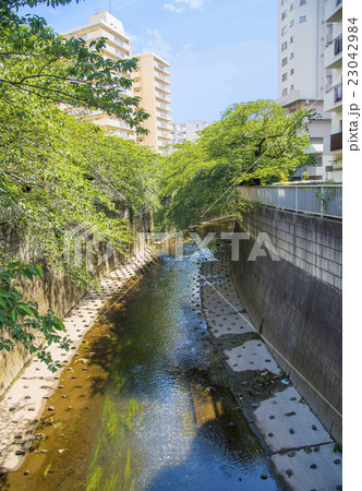 小滝橋から見える神田川 23042984
