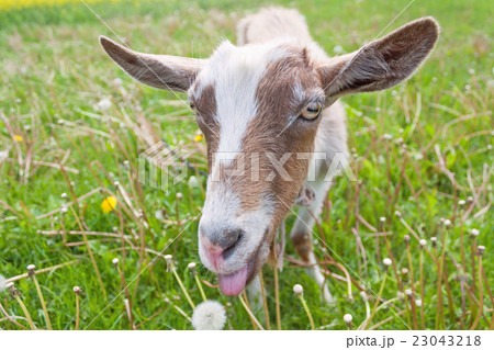 Haired goat on the meadow Haired goat on the meadow 23043218