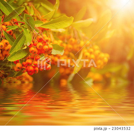 Red autumn berries 23043532