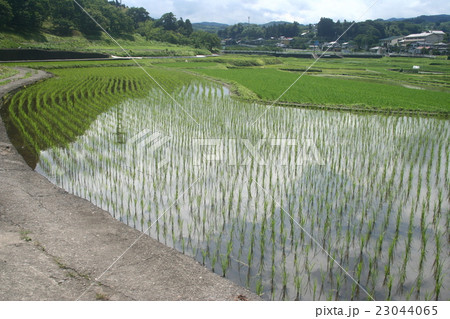 稲作０３ 23044065