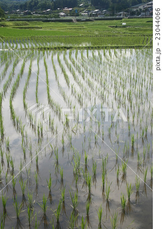 稲作０４ 23044066