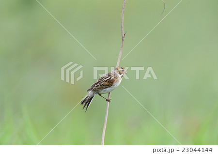 下サロベツのオオジュリン 下サロベツのオオジュリン 23044144