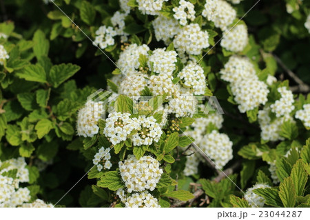 イブキシモツケの白い花の写真素材