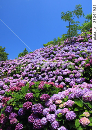 アジサイ園と青空Ⅰ 23044985
