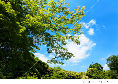 若葉と新緑の旧古河庭園 若葉と新緑の旧古河庭園 23045111