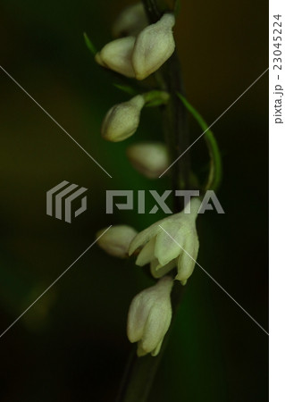 自然 植物 オオバジャノヒゲ 日本固有種だそうです 夏に林の中で白い花を咲かせますの写真素材