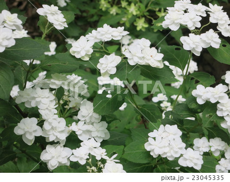 紫陽花 富士の滝の写真素材