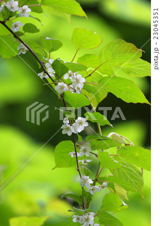 マタタビの花 23045351