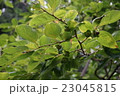初夏　柿　柿の実 23045815