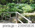 公園　あじさい　初夏 23045816
