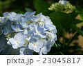 紫陽花　初夏　植物 23045817