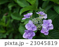 紫陽花　初夏　植物 23045819