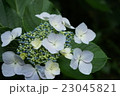 アジサイ　紫陽花　初夏　梅雨 23045821