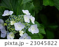 あじさい　紫陽花　初夏　梅雨 23045822